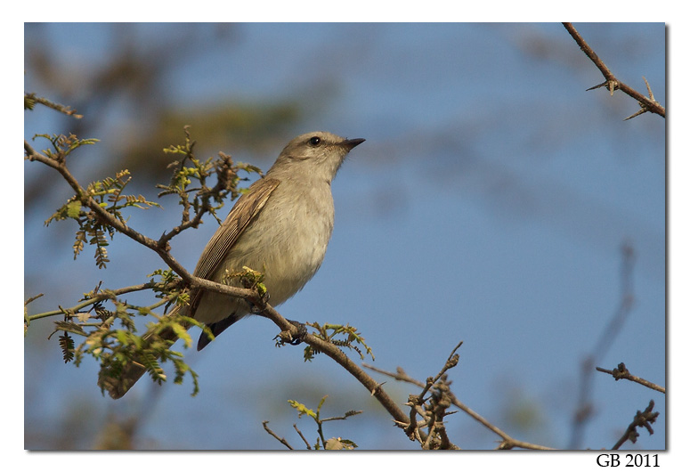 MOUSE-COLOURED TYRANNULET